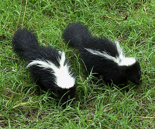 How to Get Rid of Skunks Skunk Removal Allstate Animal Control